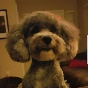 Meet your Posher, Sherry